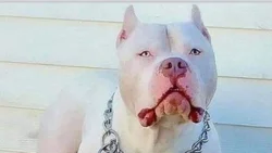 Un nene de 6 años está grave tras ser atacado por un pitbull en Río Negro