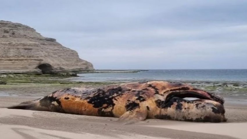 Aparecieron 21 ballenas muertas en la Península Valdés