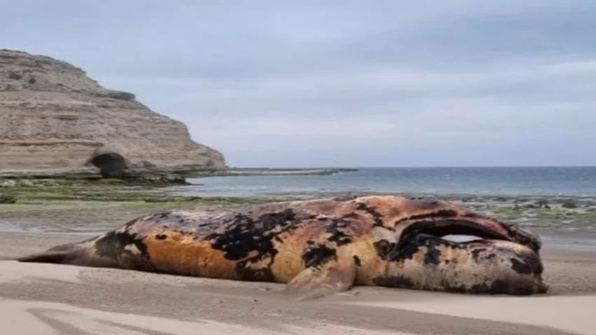 Aparecieron 21 ballenas muertas en la Península Valdés
