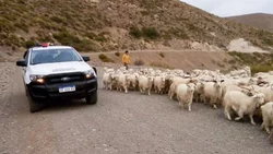 Piden precaución por el comienzo de la trashumancia