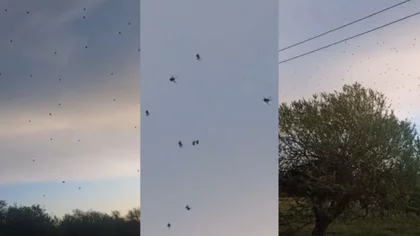 La surreal experiencia de un usuario de TikTok al encontrarse un campo de arañas