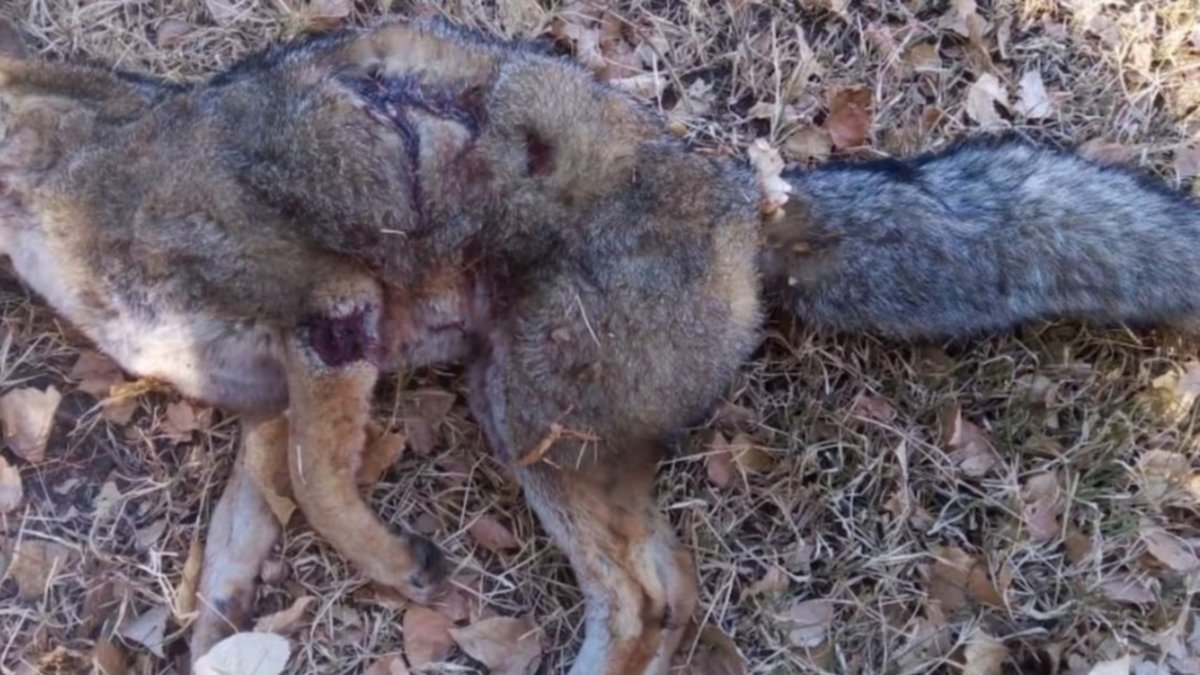 Indignación: un hombre mató a un zorrito "por diversión" y desató la furia de vecinos