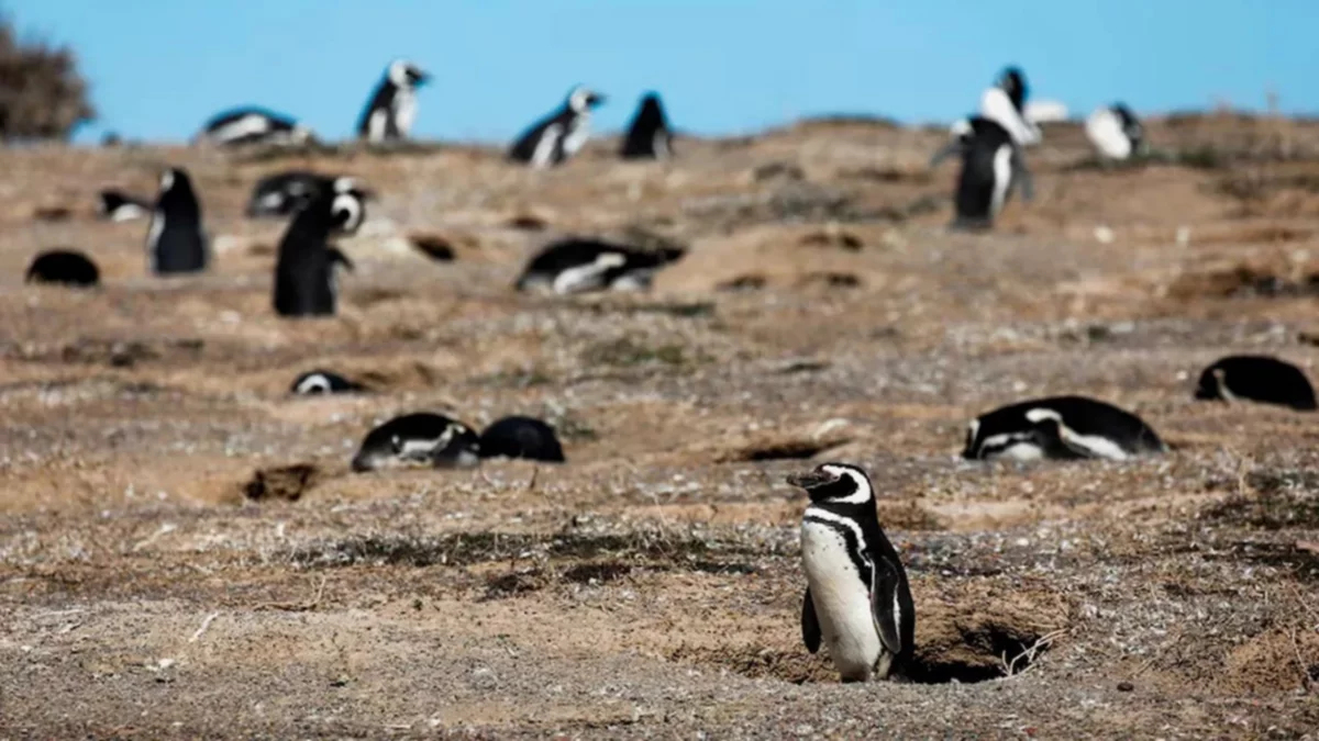 Masacre de pingüinos: condenaron al empresario a tres años de cárcel