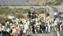 Trashumancia en Neuquén: solicitan precaución al transitar por las rutas