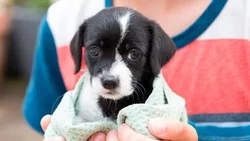 Domingo: nueva jornada de adopción de perros y gatos, y vacunación gratuita