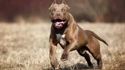 Lo atacó un pitbull, le dejó graves heridas y su hermano ahorcó al animal