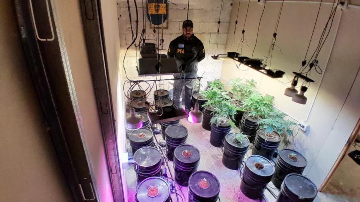 Puerto Madryn: Tenían un vivero de marihuana hidropónica pero cayeron presos