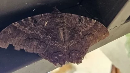 Encontraron una mariposa gigante en Las Grutas: "Grande como un sombrero"