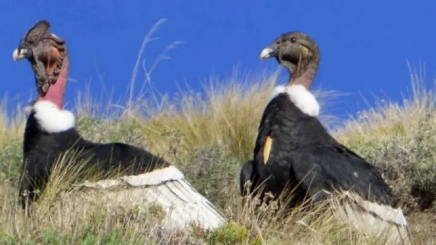 Neuquén realizó el primer censo simultáneo de cóndor andino, una especie vulnerable