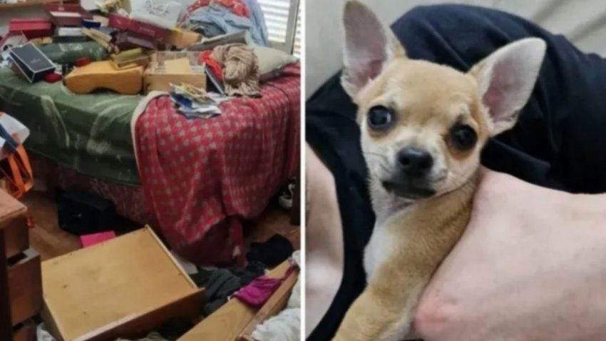 Robaron en una casa y se llevaron hasta el perro