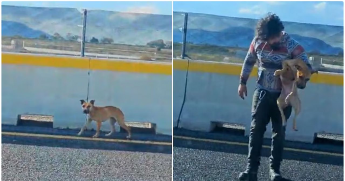 Rescató a una perrita en la autopista y emocionó a millones