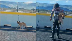 Rescató a una perrita en la autopista y emocionó a millones