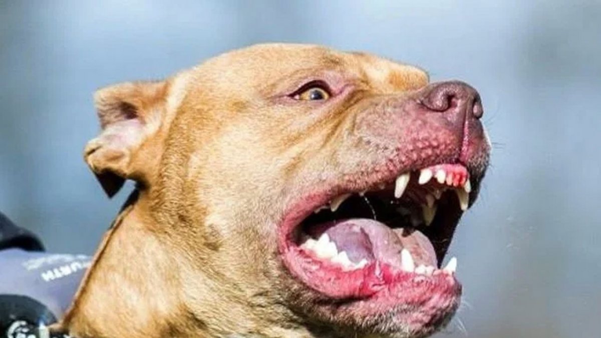Condenan al dueño de un pitbull que le desfiguró la cara a un nene