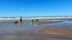 Las playas de Las Grutas y sus condiciones para llevar el perro