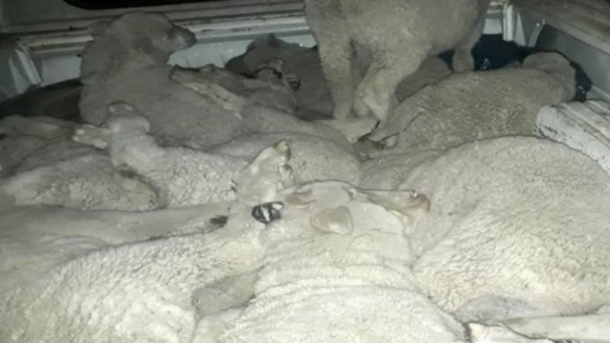 Robaron 20 corderos patagónicos y los llevaban a Bariloche
