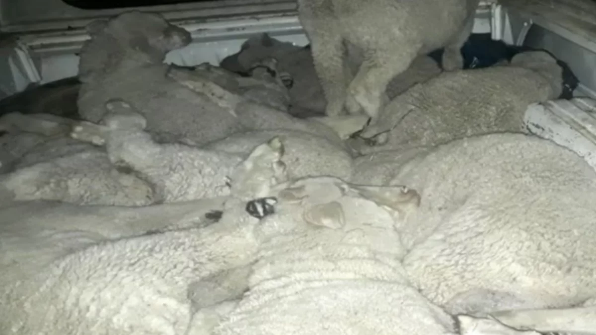 Robaron 20 corderos patagónicos y los llevaban a Bariloche