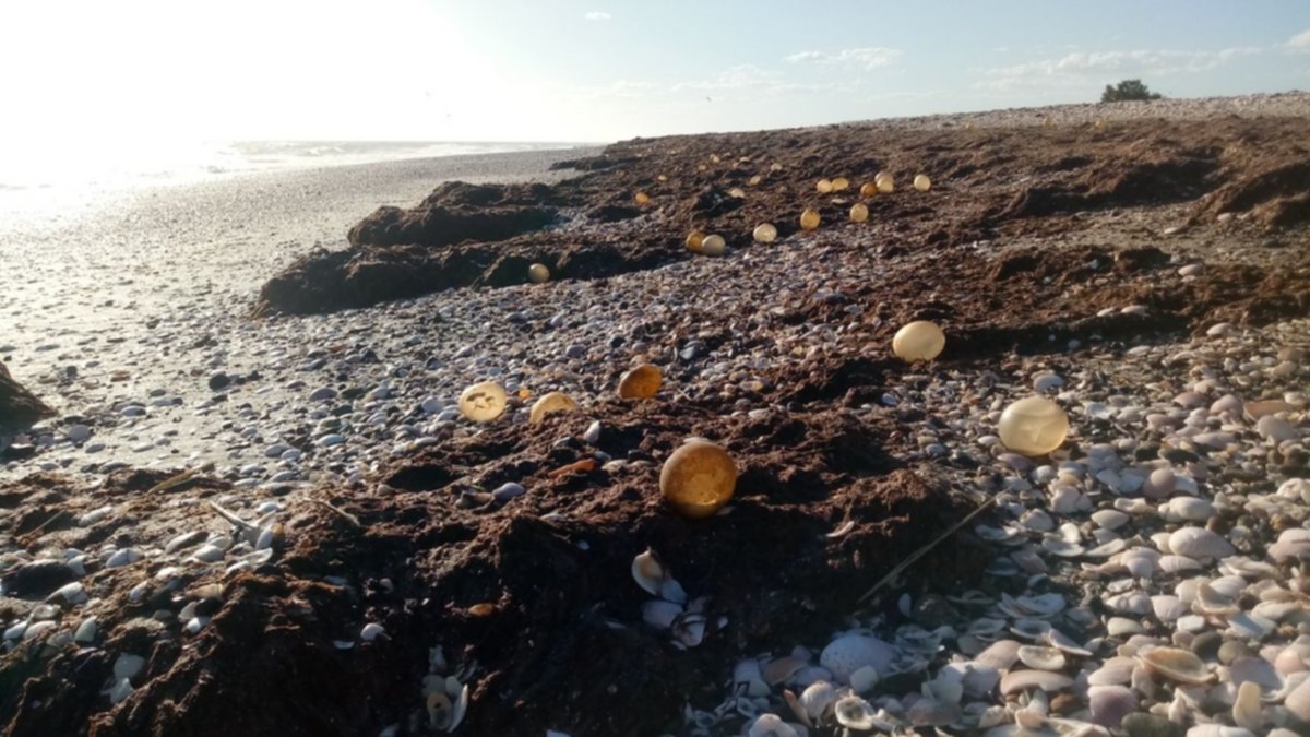 Parecen huevos, pero son 'ovicápsulas': las usa un caracol para proteger a sus crías