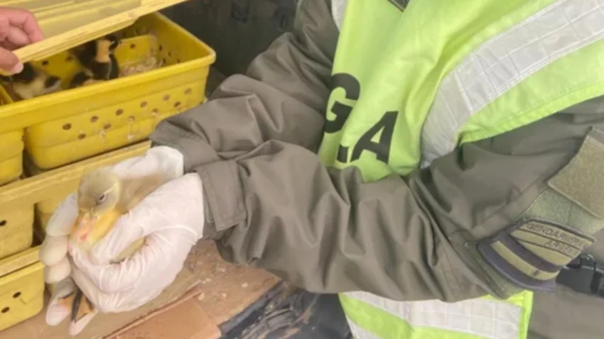 Insólito: circulaba por la ruta con 150 patos en el baúl
