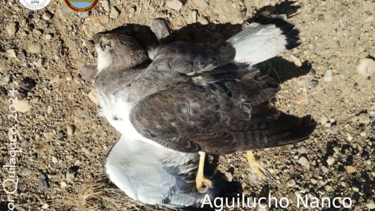 Atropellaron a un aguilucho y lo dejaron morir en un Parque Nacional de Neuquén