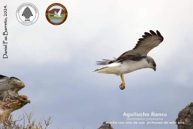 Atropellaron a un aguilucho y lo dejaron morir en un Parque Nacional de Neuquén- Atropellaron a un aguilucho y lo dejaron morir en un Parque Nacional de Neuquén