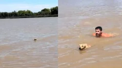 Rescataron a un perro en el río y el video se hizo viral