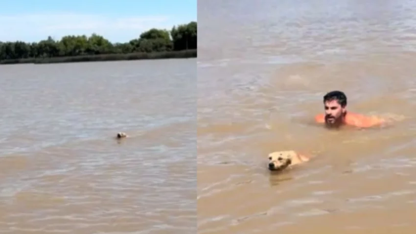 Rescataron a un perro en el río y el video se hizo viral