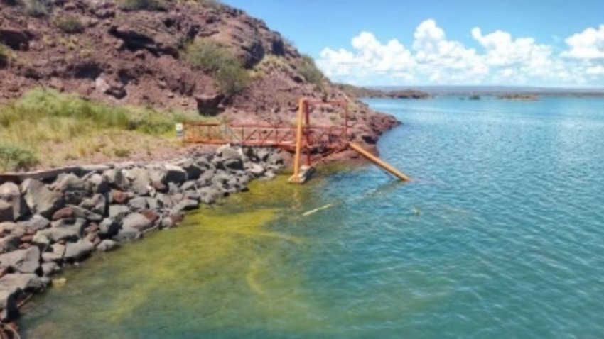 Floración de algas contaminantes: ¿Es potable el agua en Neuquén?