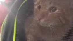 Abandonaron a un gatito en la terminal de Roca y una proteccionista lo salvó