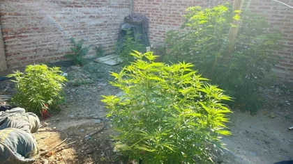 Allanaron un kiosco narco y secuestraron 32 plantas de marihuana en Vista Alegre
