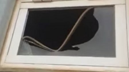El Porvenir hizo remodelaciones pero duraron poco: hicieron destrozos para robar