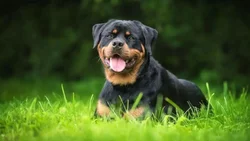 Mató de un tiro al perro del vecino y le encontraron armas