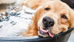 Perros y gatos también pueden sufrir golpes de calor: cómo cuidarlos
