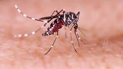 Nuevo descubrimiento: Científicos argentinos revelaron qué elemento que ayuda a combatir el dengue