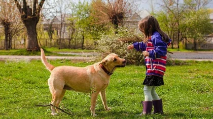 Acuerdo judicial para que una niña mantenga contacto con un perrito