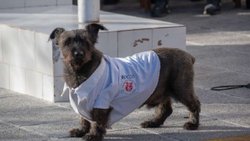 Murió Rocco, el perrito de los bomberos de Roca: la historia del fiel guardián del cuartel