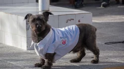 Murió Rocco, el perrito de los bomberos de Roca: la historia del fiel guardián del cuartel
