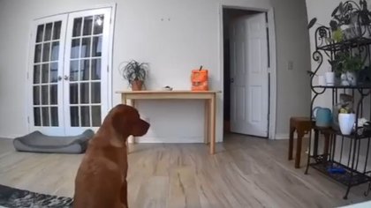 Video viral: El increíble truco de un perro para robar comida sin ser visto por las cámaras
