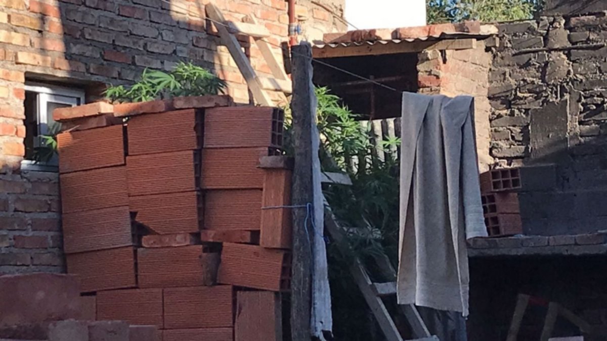 Por una denuncia de robo encontraron armas, droga y plantas de marihuana