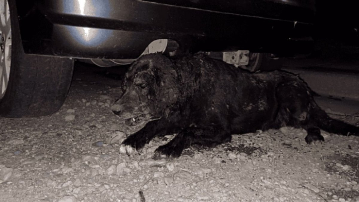 Enterraron viva a una perra y murió horas después de ser rescatada