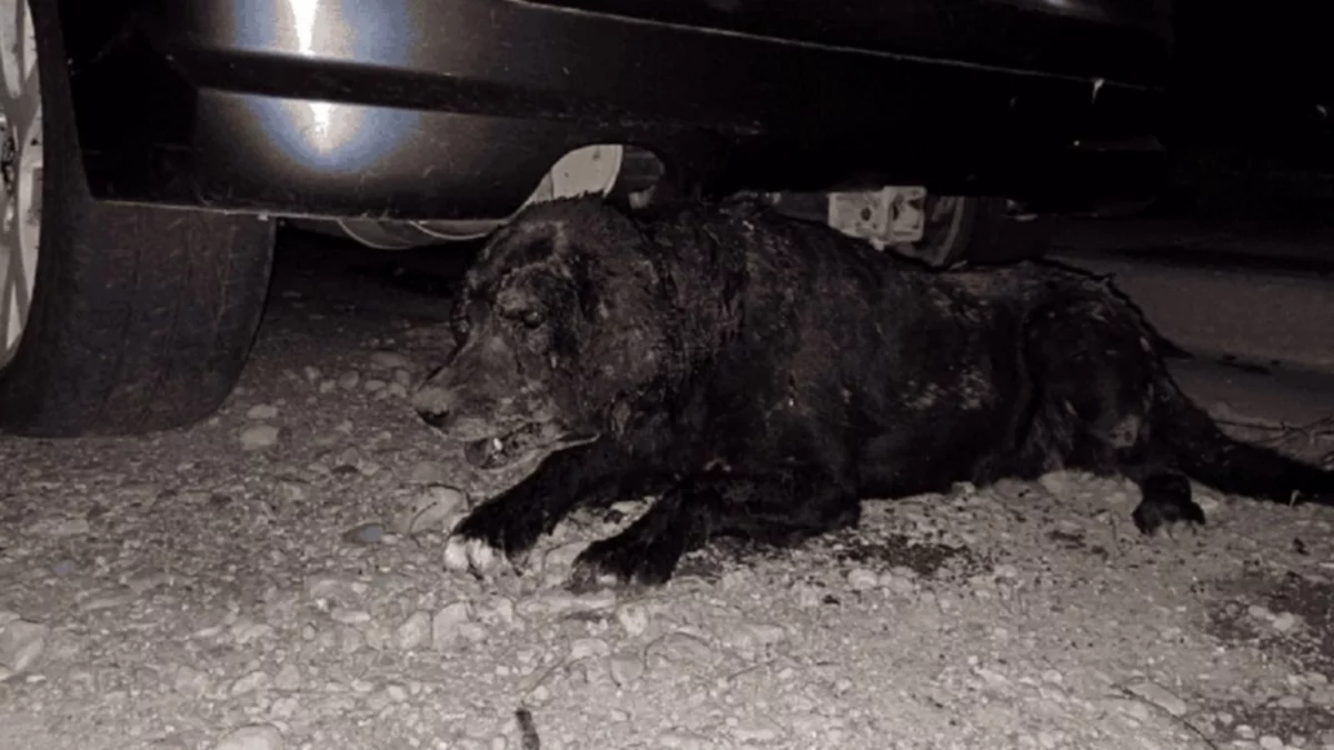 Enterraron viva a una perra y murió horas después de ser rescatada