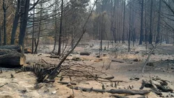 Por los incendios, Río Negro declaró el estado de emergencia