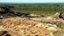 La barda neuquina está llena de plantas medicinales: cuáles son y cómo utilizarlas