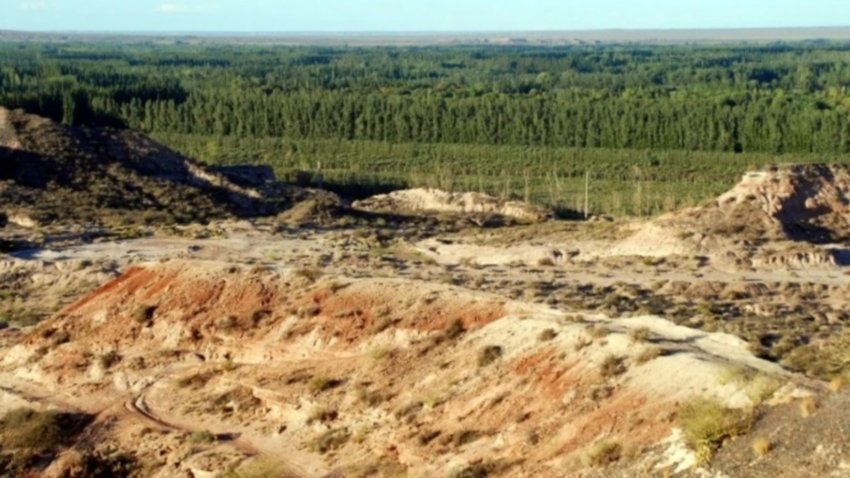 La barda neuquina está llena de plantas medicinales: cuáles son y cómo utilizarlas
