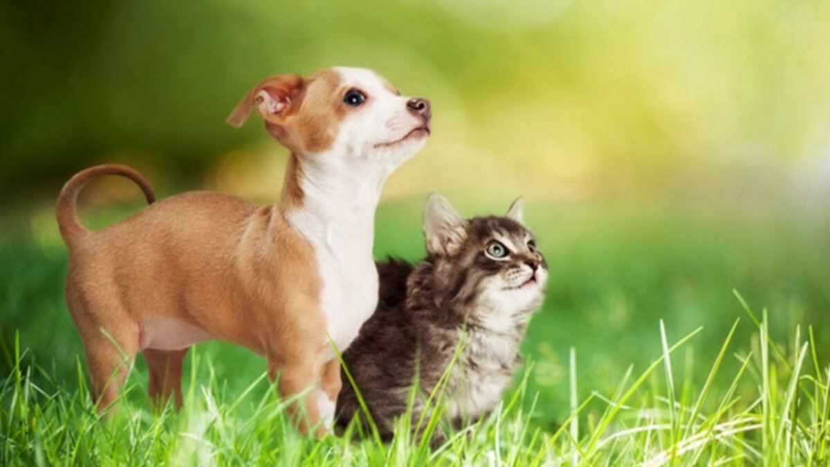 Cuáles son las plantas tóxicas que debes eliminar de tu casa si tenés perro o gato