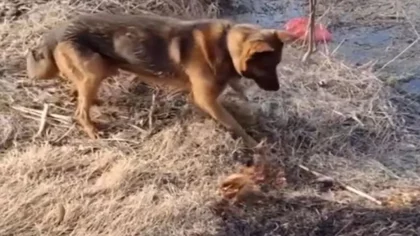 El perro "brigadista" que lucha contra el incendio en El Bolsón
