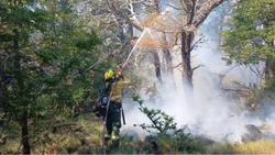 Incendio en Valle Magdalena: qué especies protegidas están en peligro
