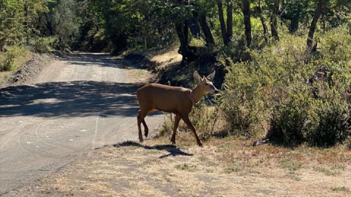 Luego de 30 años, un huemul vuelve a aparecer en el Parque Nacional Lanín