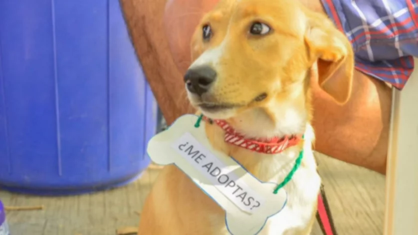 Desde este sábado, 40 animales ya no dormirán en las calles de Neuquén