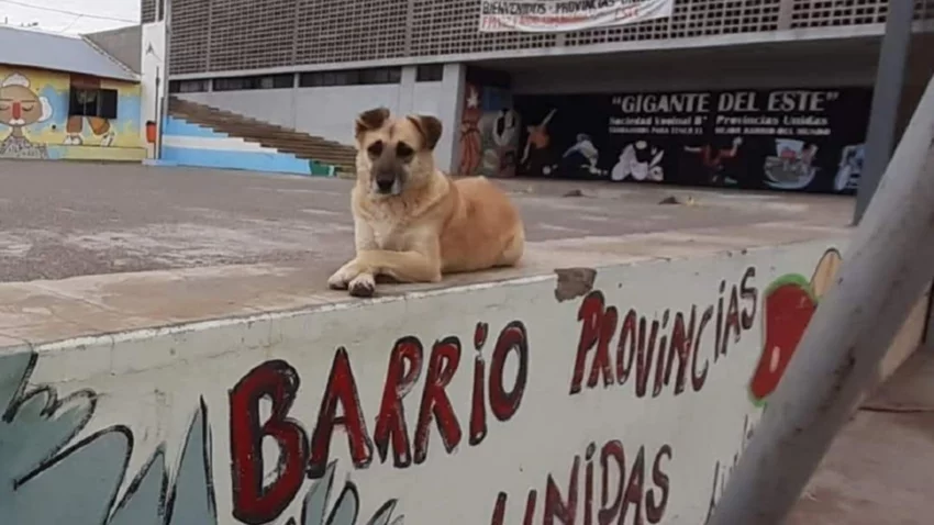 Castraciones gratuitas para perros y gatos en tres barrios de Neuquén: dónde y cuándo