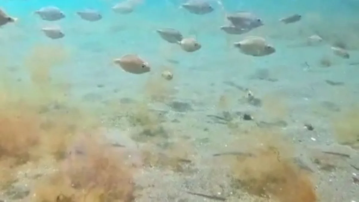 Un buzo filmó la nitidez del mar y lo que se ve a simple vista sorprendió